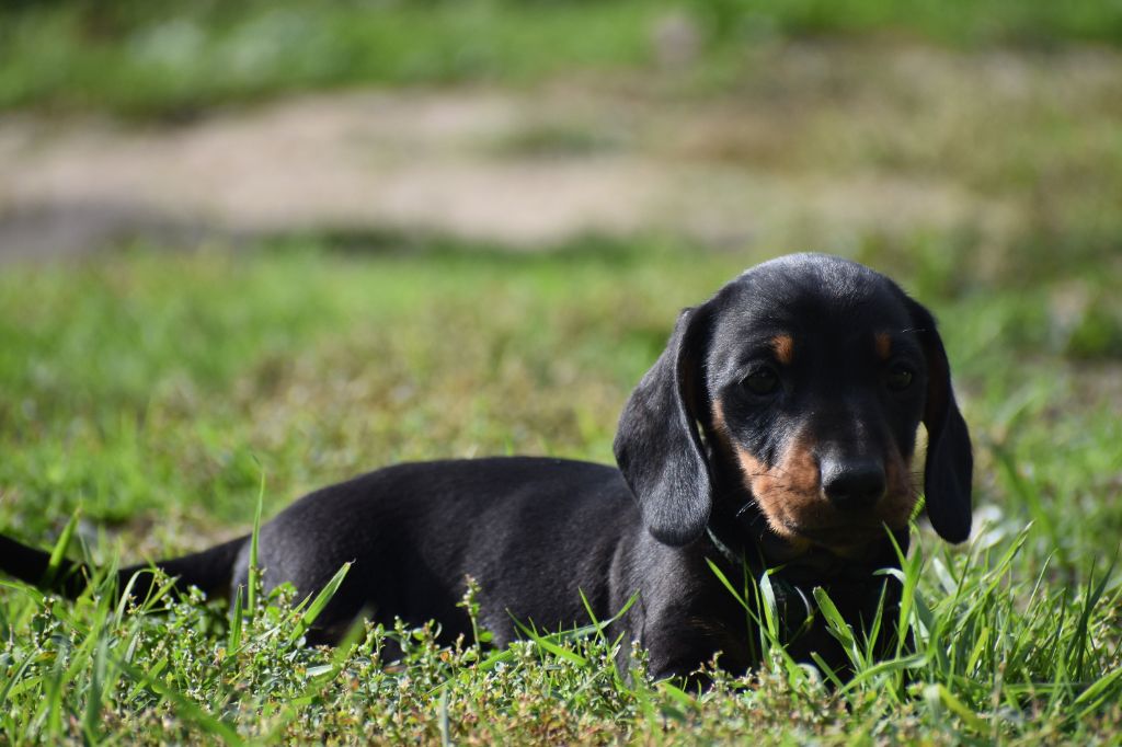 Du Moulin Sault - Chiots disponibles - Teckel poil ras