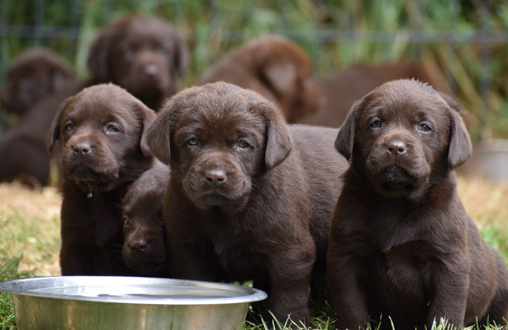 Du Moulin Sault - Chiots disponibles - Labrador Retriever